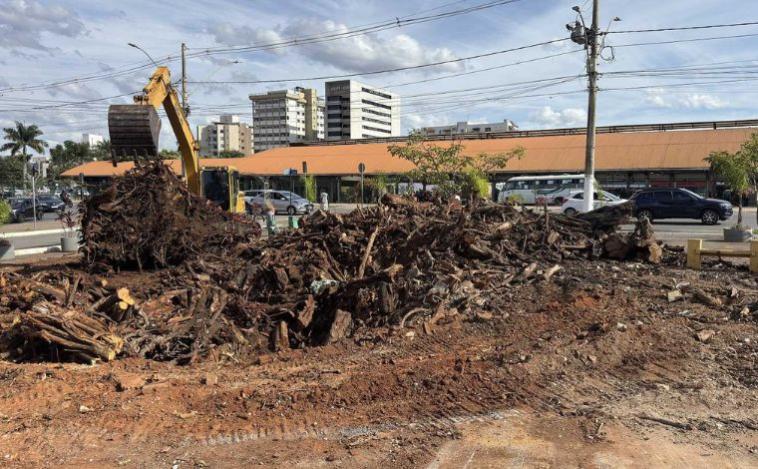Sete Lagoas conclui retirada de árvore na Praça dos Caminhoneiros e prevê plantio de novo exemplar