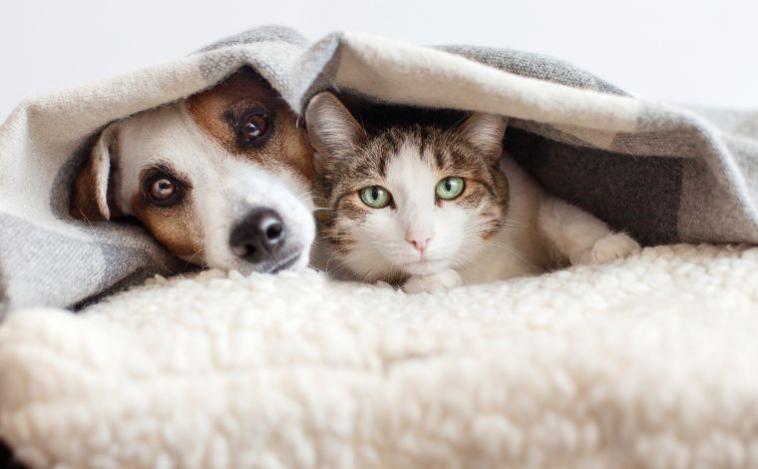Cadastro para castração gratuita de cães e gatos é aberto em Sete Lagoas; veja como inscrever seu pe
