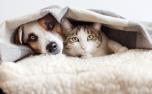 Cadastro para castração gratuita de cães e gatos é aberto em Sete Lagoas; veja como inscrever seu pe