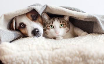 Cadastro para castração gratuita de cães e gatos é aberto em Sete Lagoas; veja como inscrever seu pe