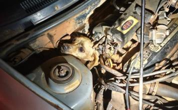 Cachorro caramelo fica preso em motor de carro e é resgatado por bombeiros em Minas Gerais