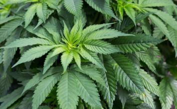 Homem é preso após polícia encontrar pés de maconha e munições em residência em Araçaí