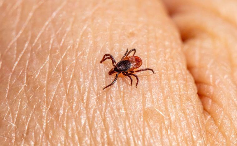 Minas Gerais confirma 20 casos de febre maculosa em 2026; três mortes são registradas