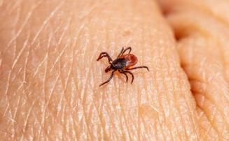 Minas Gerais confirma 20 casos de febre maculosa em 2026; três mortes são registradas