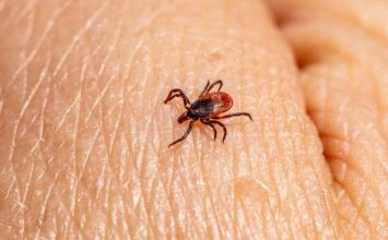 Minas Gerais confirma 20 casos de febre maculosa em 2026; três mortes são registradas