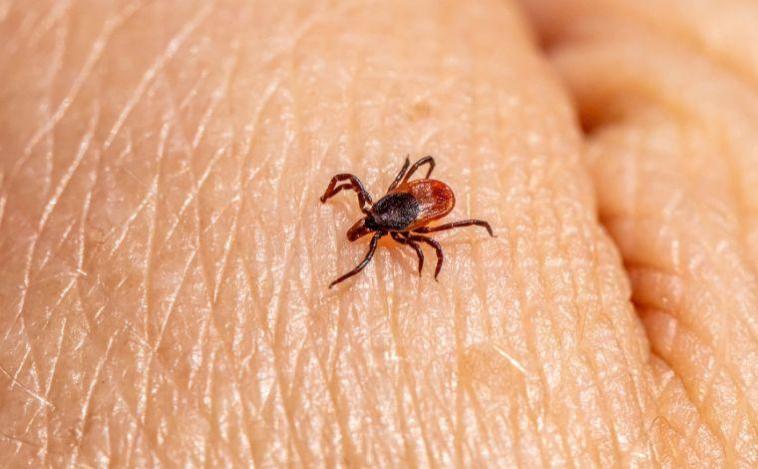 Minas Gerais confirma 20 casos de febre maculosa em 2026; três mortes são registradas