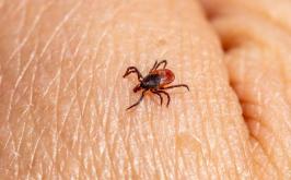 Minas Gerais confirma 20 casos de febre maculosa em 2026; três mortes são registradas