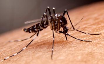 Minas Gerais confirma 38 mortes por dengue e ultrapassa 64 mil casos prováveis em 2026