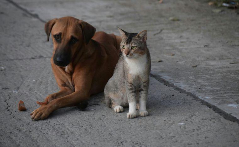 Foto: Ilustrativa - O procedimento integra as aÃ§Ãµes de controle populacional de animais domÃ©sticos e busca evitar a reproduÃ§Ã£o nÃ£o planejada, alÃ©m de contribuir para a reduÃ§Ã£o de cÃ£es e gatos soltos nas ruas