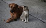Cadastro para castração gratuita de cães e gatos é aberto em Sete Lagoas