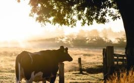 Fazenda da região de Curvelo abre vaga para administração de propriedade rural