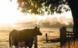 Fazenda da região de Curvelo abre vaga para administração de propriedade rural