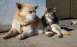 Castramóvel realiza castração gratuita de cães e gatos na Unifemm, em Sete Lagoas