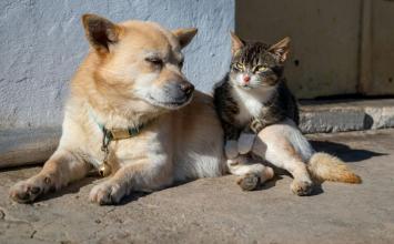 Castramóvel realiza castração gratuita de cães e gatos na Unifemm, em Sete Lagoas