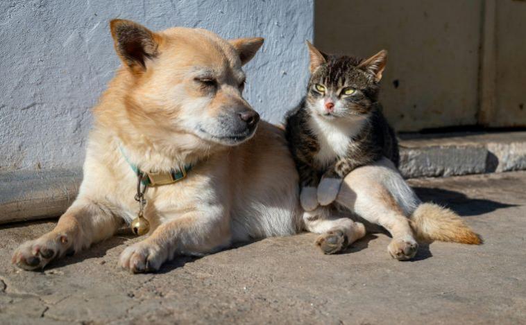 Castramóvel realiza castração gratuita de cães e gatos na Unifemm, em Sete Lagoas