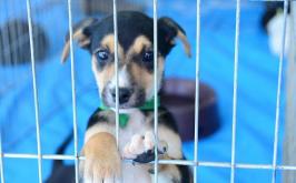 Shopping Sete Lagoas promove feira de adoção de cães e gatos neste sábado (15); saiba como adotar