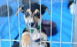 Shopping Sete Lagoas promove feira de adoção de cães e gatos neste sábado (15); saiba como adotar
