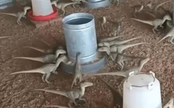 Vídeo: Homem quase perde R$ 500 ao tentar comprar “mini dinossauro” anunciado no WhatsApp 