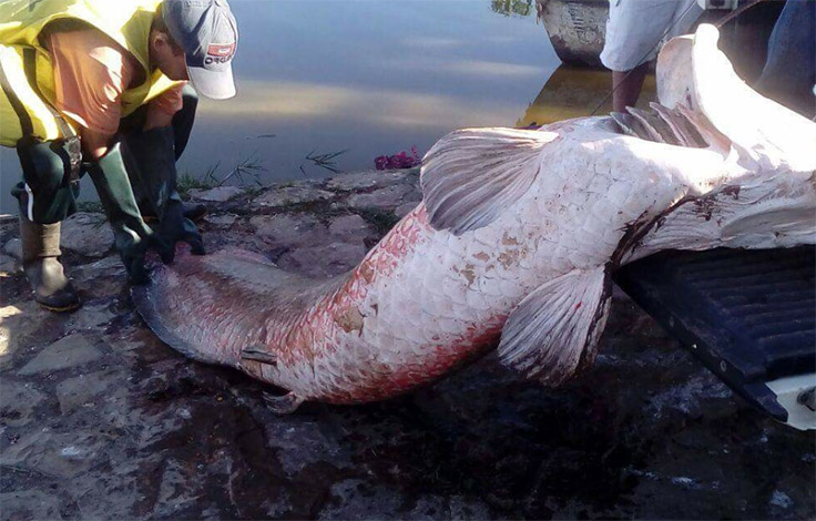 Oscilação de temperatura causou morte de pirarucus na Lagoa Paulino