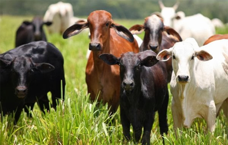 Polícia Civil desarticula quadrilha que promovia roubos de gado