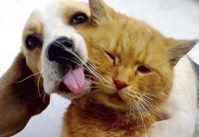 Cães e gatos devem ser vacinados contra a raiva neste sábado