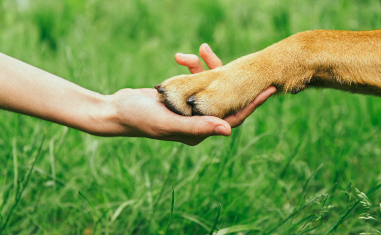 Lagoa da Boa Vista terá eventos em defesa dos animais no fim de semana