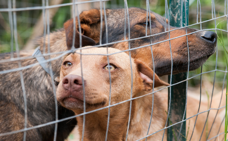 Domingo Bom pra Cachorro promove feira de adoção responsável 