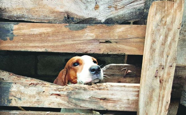 Quase 30 animais são resgatados em situação de maus tratos em Matozinhos