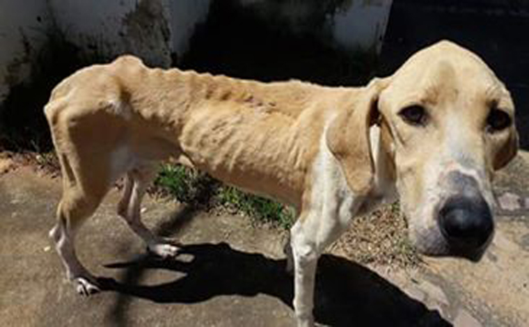 Governo quer implementar medidas para punir maus-tratos contra animais em Minas