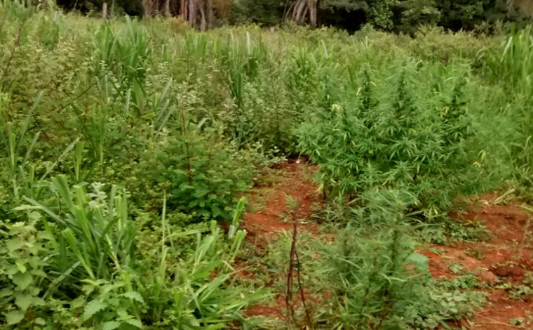 PM encontra plantações de maconha em Paraopeba e Caetanópolis