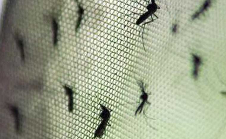 Número de mortos pela febre amarela em Minas chega a 61