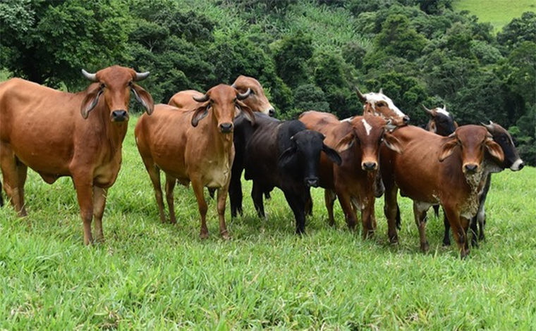 Vacinação de bovinos e búfalos contra febre aftosa começa na próxima semana