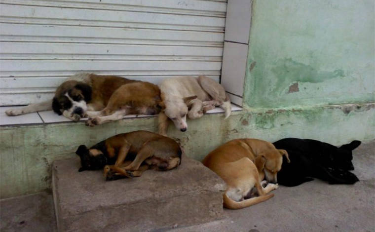 Voluntários pedem doações para construírem abrigos para animais de rua