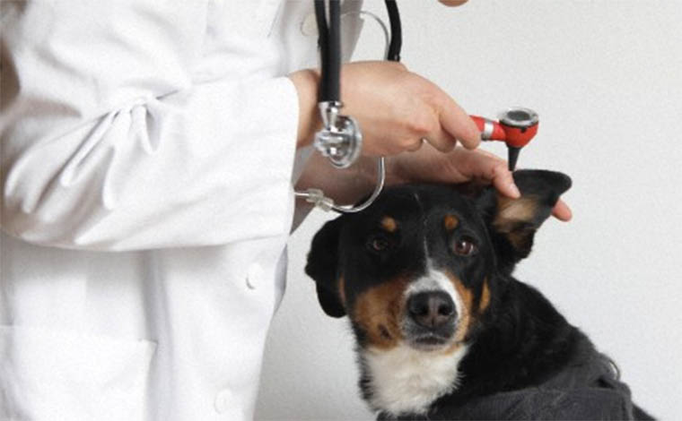 Empresa abre vagas de estágio para alunos de Medicina Veterinária