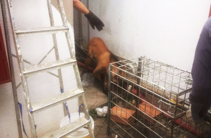 Lobo-guará encontrado em posto é devolvido à Serra de Santa Helena