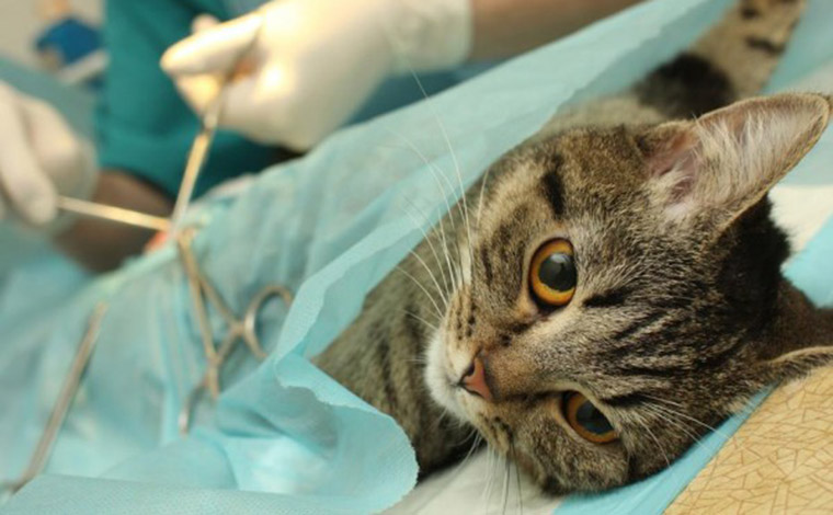 ONG Anjos da Guarda promoverá mais uma campanha de castração no fim de semana