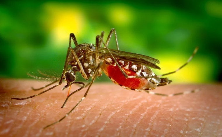 Sete Lagoas registra mais de 1.100 casos de dengue com aumento de 5,53% em 16 dias 
