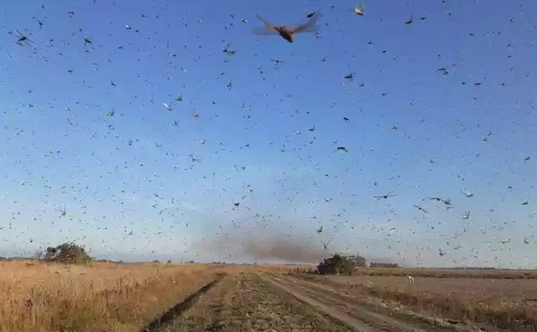 Nuvem de gafanhotos chega na Argentina e se aproxima do Brasil 