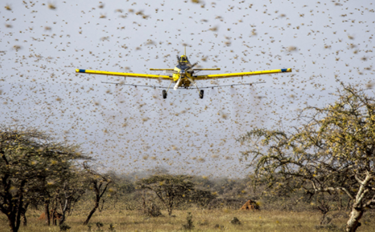 Nuvem de gafanhotos se desloca 33 km em dois dias e se aproxima do Brasil