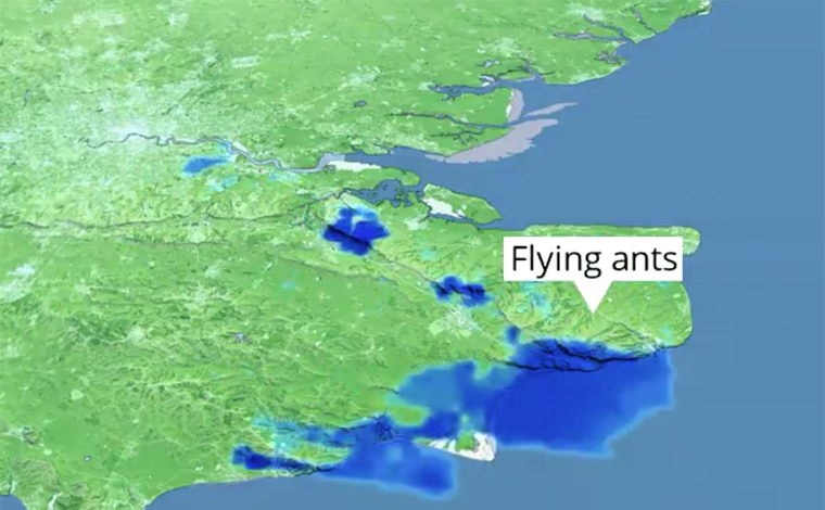 Após nuvem de gafanhotos, uma nuvem de formigas voadoras é registrada por radares 