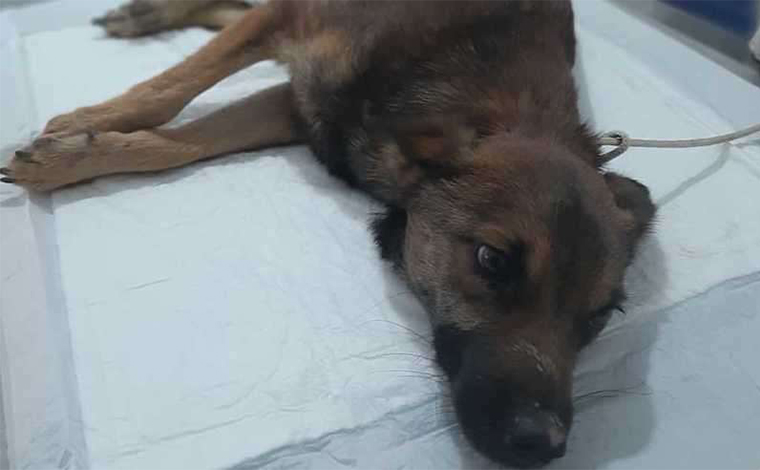 Filhote de cachorro morre após ter pênis cortado e patas quebradas em Vespasiano