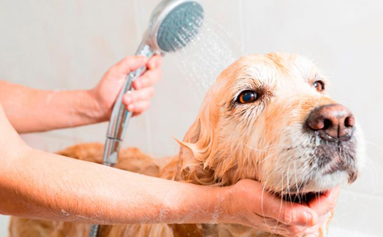 Empresa de Sete Lagoas oferece vaga para profissional de banho e tosa 