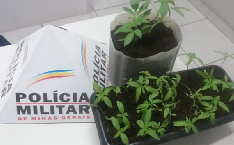 PM apreende 37 pés de maconha em Prudente de Moraes e prende autores por tráfico em Sete Lagoas 