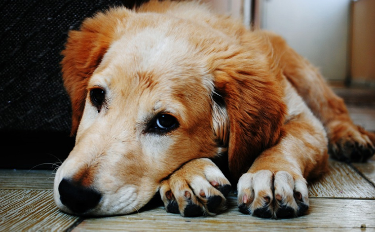 Cidade aprova lei que proíbe cachorro de latir; dono pode ser multado em até R$ 23 mil