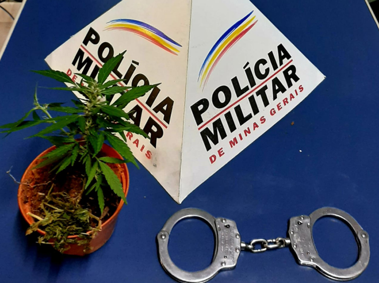 Foto: DivulgaÃ§Ã£o/PMMG - A PM recebeu uma denÃºncia de que em um residÃªncia do bairro Lagoa Grande estaria sendo realizado cultivo ilegal de maconha. A autora tentou destruir as plantas, mas foi contida e presa