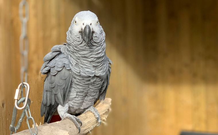 Cinco papagaios são afastados de zoológico por ensinarem palavrões as demais aves