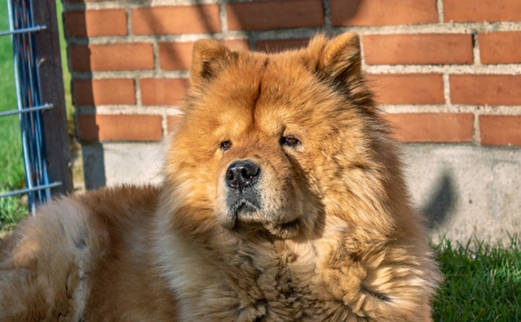 Criança de 1 ano morre após ser mordida por cachorro da raça chow-chow no interior de Minas 