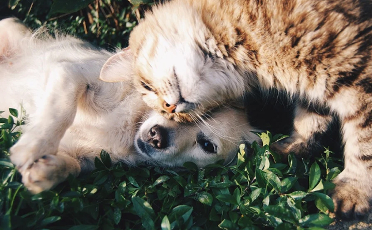 Foto: Pixabay - Para que a pesquisa seja realizada, cerca de mil cÃ£es e gatos de pessoas que tiveram a doenÃ§a serÃ£o testados gratuitamente por swab e exame sorolÃ³gico. SerÃ£o selecionados animais de cinco capitais do Brasil