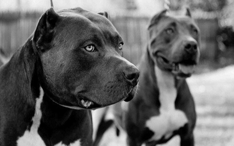 Crianças ficam gravemente feridas após ataque de pit bulls em Esmeraldas