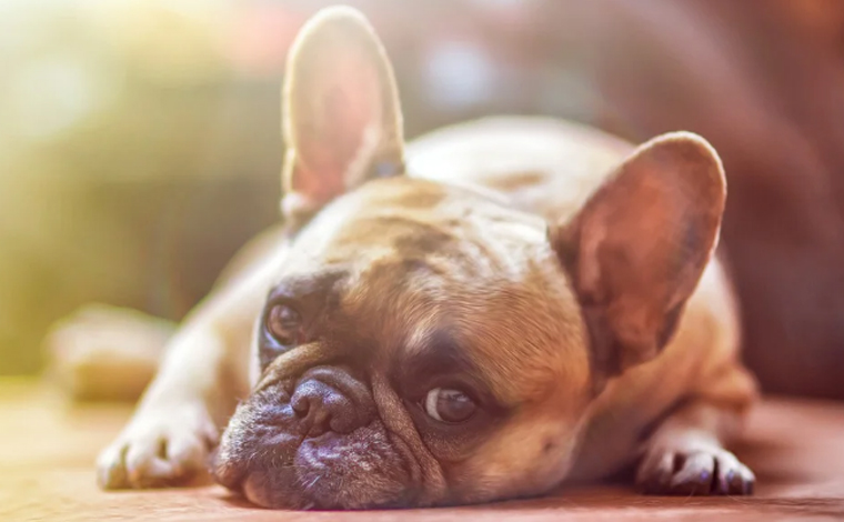 Foto: Ilustrativa/Pixabay - O casal encontrou o cÃ£o da raÃ§a buldogue francÃªs, machucado e necessitando de cuidados, alÃ©m de estar perdido e sem identificaÃ§Ã£o. Diante disso, eles o levaram para a casa